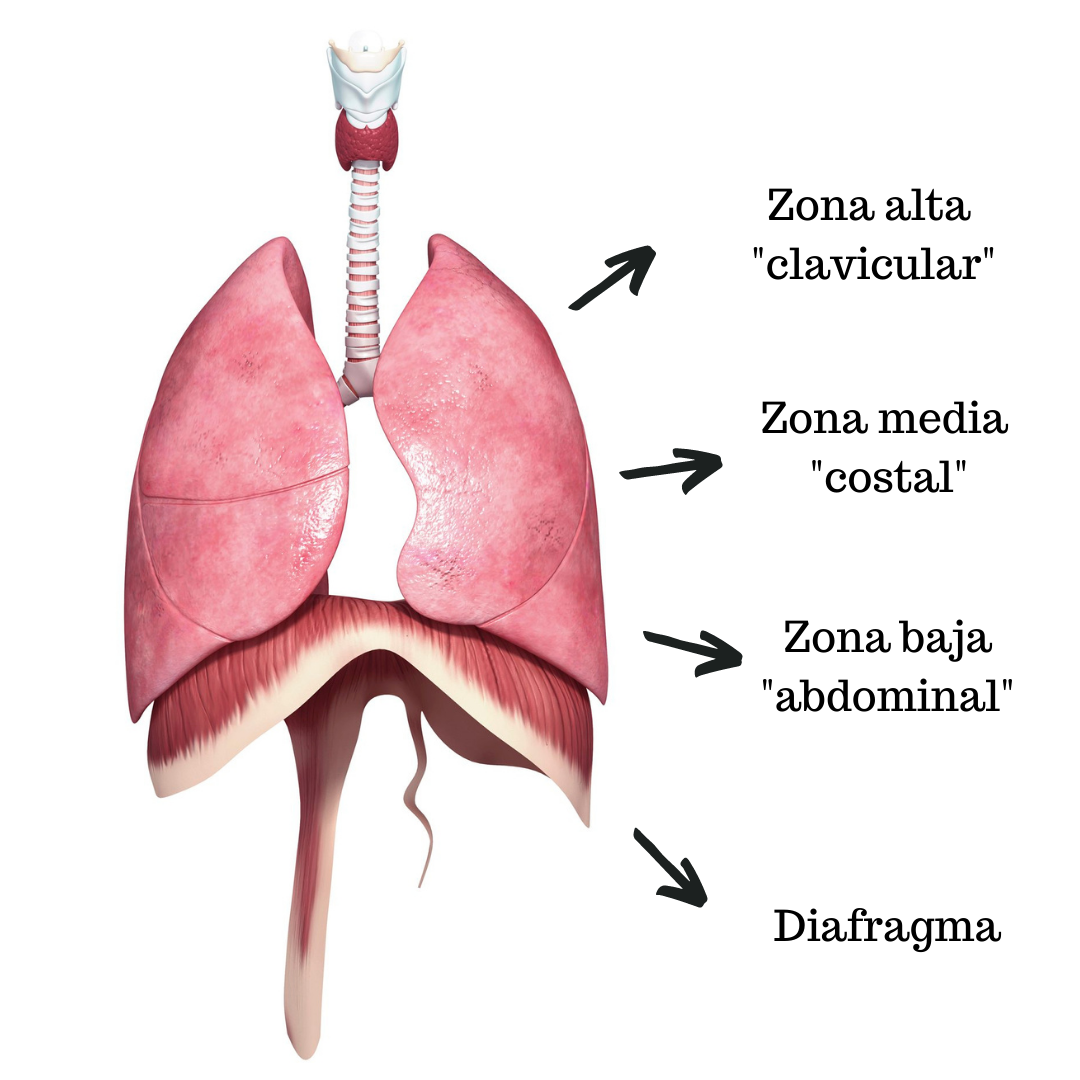 zonas respiracion